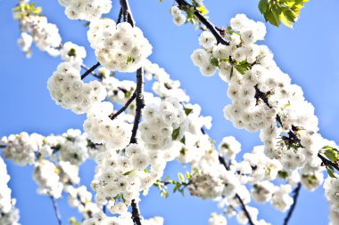 yakın çekim bloom Bahar Dalı