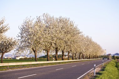 Bahar ağaçları ile eski yaprakları