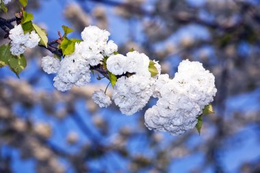 yakın çekim bloom Bahar Dalı