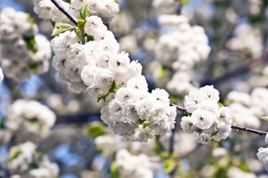 yakın çekim bloom Bahar Dalı