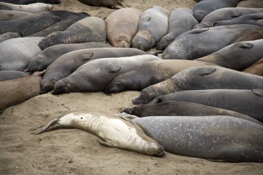 Sahilde erkek sealion