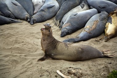 Male sealion at the beach clipart