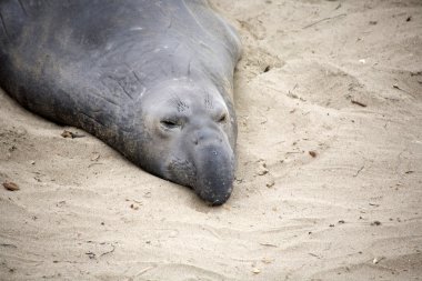 Sahilde erkek sealion