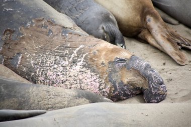 Sahilde erkek sealion