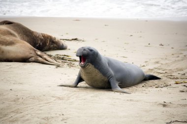 Sahilde erkek sealion