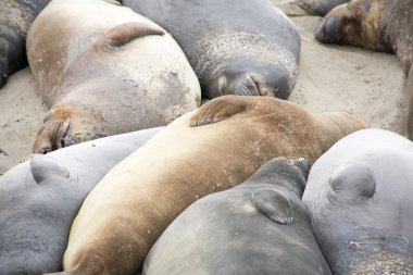 Sahilde erkek sealion