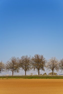 ağaçlar sıra ile taze sürülmüş acre