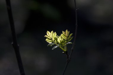 tarafından ayrıntılı olarak ormanda güneş spotlight ile yaprak yeşil