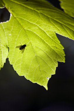 turuncu meyveler ayrıntılı olarak dilimlenmiş