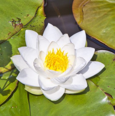 Japon beyaz lotus nilüfer