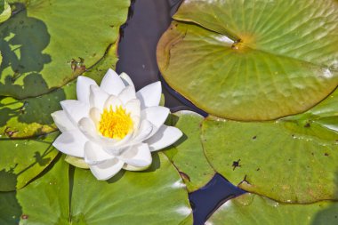 Japon beyaz lotus nilüfer