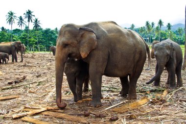 vahşi filler sürüsü