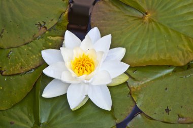 Japon beyaz lotus nilüfer