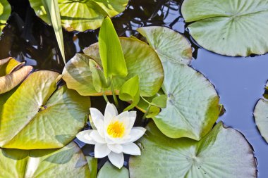 Japon beyaz lotus nilüfer