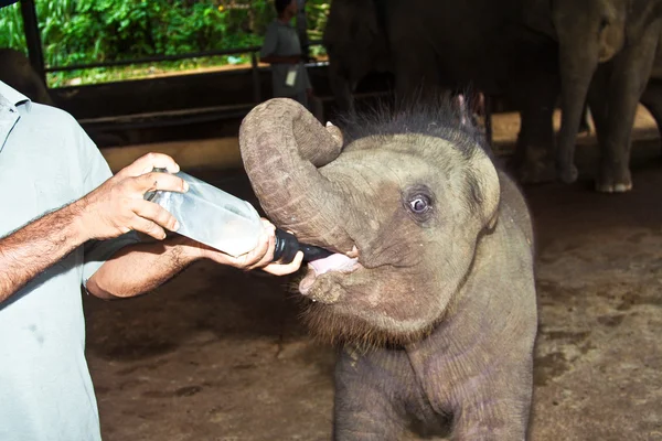 Feeding elefant baby with milk — Stock Photo, Image