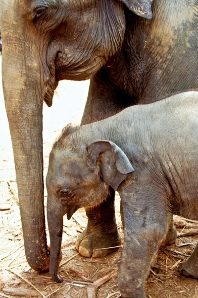 Famille Elefant dans un espace ouvert — Photo