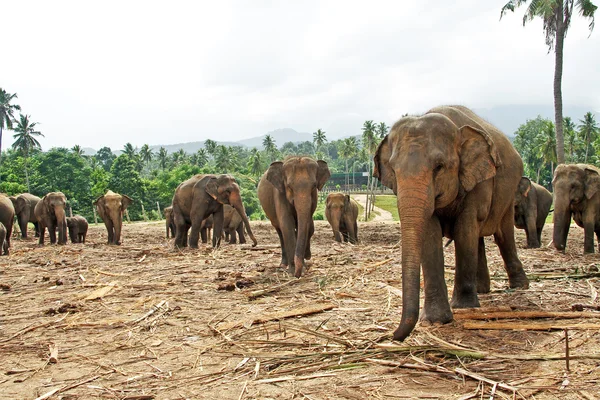 Stádo slonů v divočině — Stock fotografie