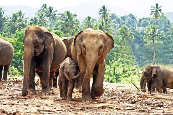 Flock elefanter i vildmarken — Stockfoto