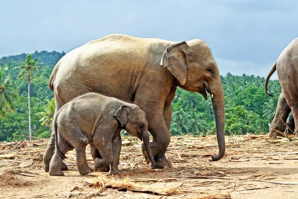 Elefant οικογένεια σε ανοιχτό χώρο — Φωτογραφία Αρχείου