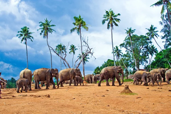 광 야에서 코끼리의 무리 — 스톡 사진