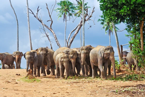 Flock of elephants in the wilderness — Stock Photo, Image