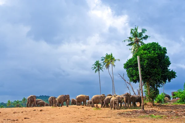 Flock elefanter i vildmarken — Stockfoto