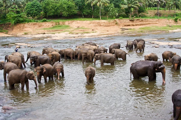 Elefantes en el río se relajan y se abrazan con sus juncos — Foto de Stock