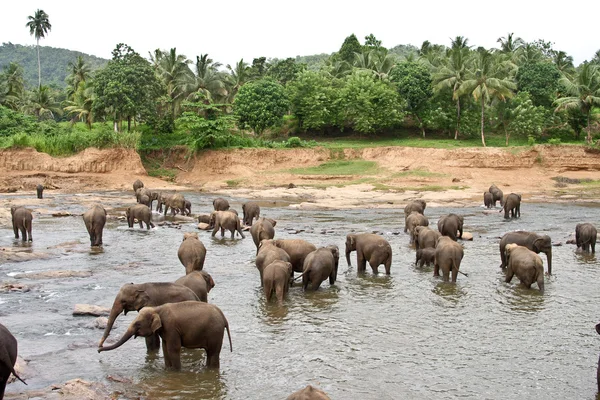 Sloni v řece jsou relaxační a objímala s jejich russels — Stock fotografie