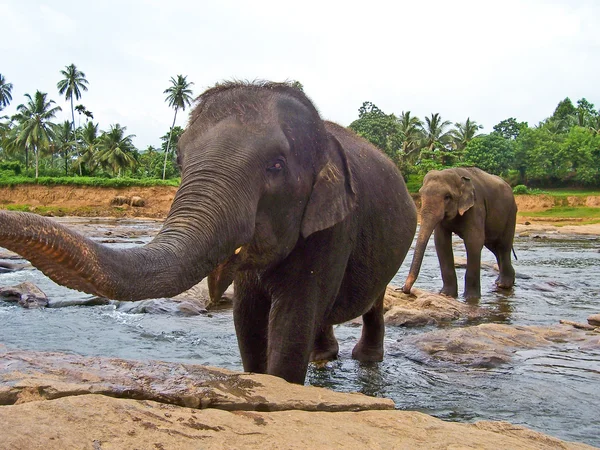 Слон в річці з великим робітником — стокове фото