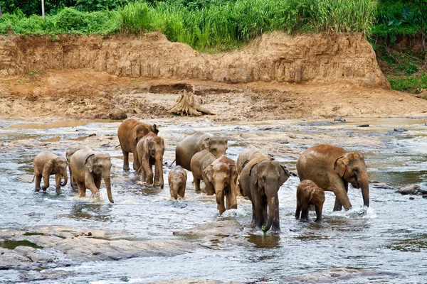 Слоны переходят реку. — стоковое фото