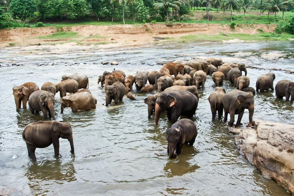 Elefants i floden är avkopplande och kramas med sina russels — Stockfoto