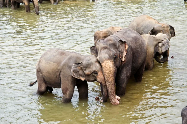 Elefants nehrinde rahatlatıcı ve onların russels ile sarılma — Stok fotoğraf