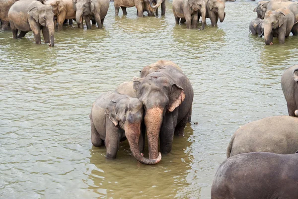 Gli elefanti nel fiume si rilassano e si abbracciano con i loro russelli — Foto Stock