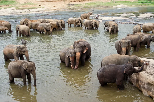 Elefantes en el río se relajan y se abrazan con sus juncos — Foto de Stock