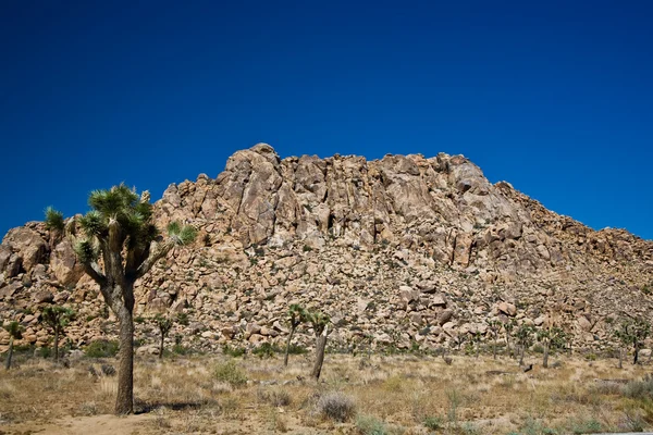 Pedras e árvores cênicas no parque nacional da árvore de Joshua — Fotografia de Stock