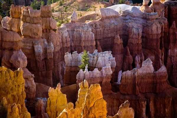Bryce canyon hoodoos in de eerste stralen van de zon — Stockfoto