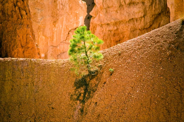 Navajo loop trail - wall street: bryce canyon nationalpark — Stockfoto