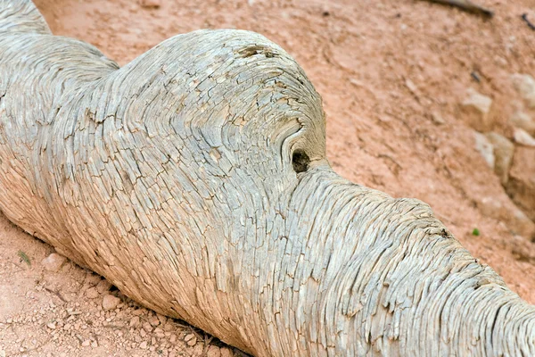 Hayvanlar gibi tahtadan doğa tarafından oluşturulan resimler — Stok fotoğraf