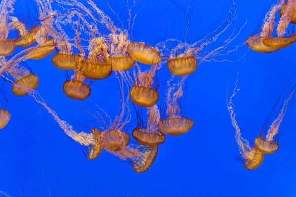 Beautiful Jelly fishes in the aquarium with blue background — Stock Photo, Image