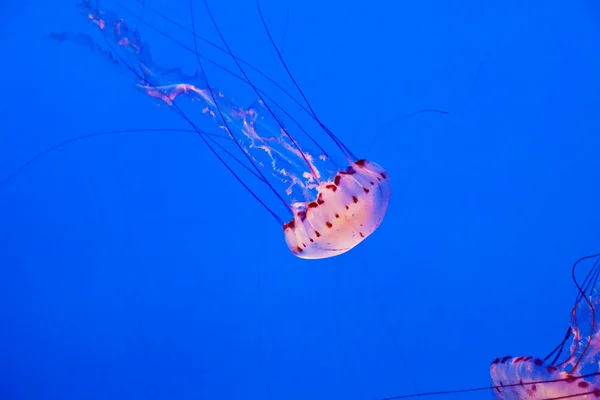 Beaux poissons gelée dans l'aquarium avec fond bleu — Photo