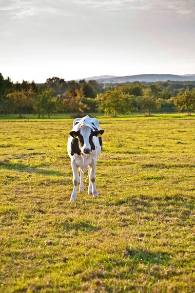 Vaches à la prairie — Photo