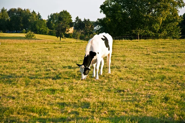 Mucche al prato — Foto Stock