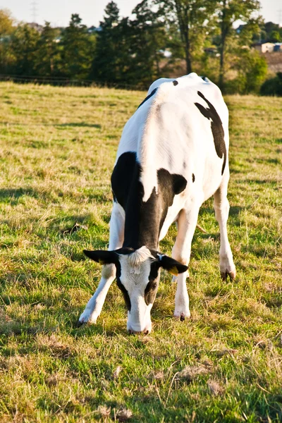 在草地上的牛 — 图库照片