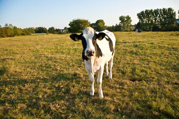 Cows at the meadow — Stock Photo, Image