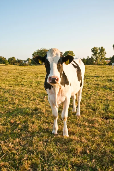 Vaches à la prairie — Photo
