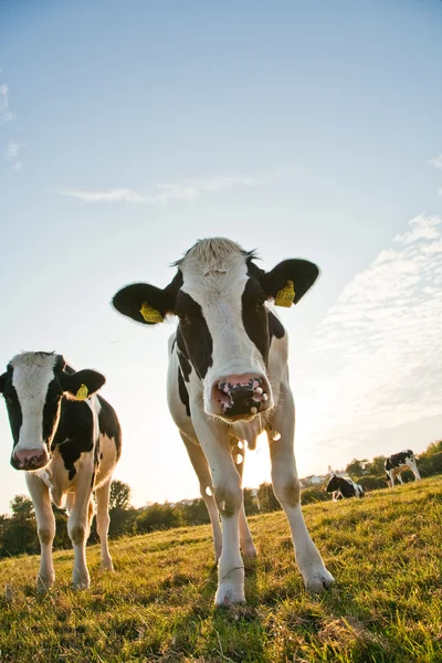 Lehmät niityllä — kuvapankkivalokuva
