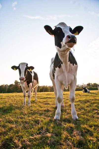 Cows at the meadow — Stock Photo, Image