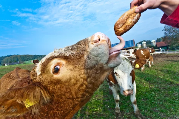 Cattle on green meadow are feeded — Stock Photo, Image