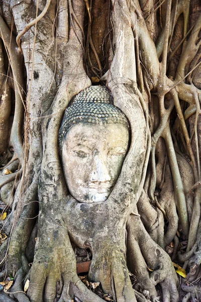 Buddha face covered by roots Mahathat temple — Stock Photo, Image
