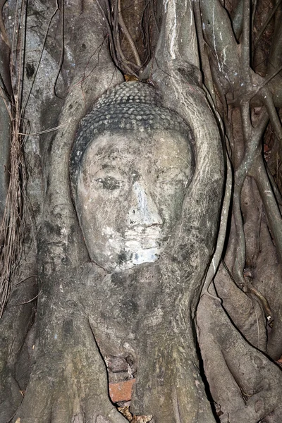 Buddha face covered by roots Mahathat temple — Stock Photo, Image